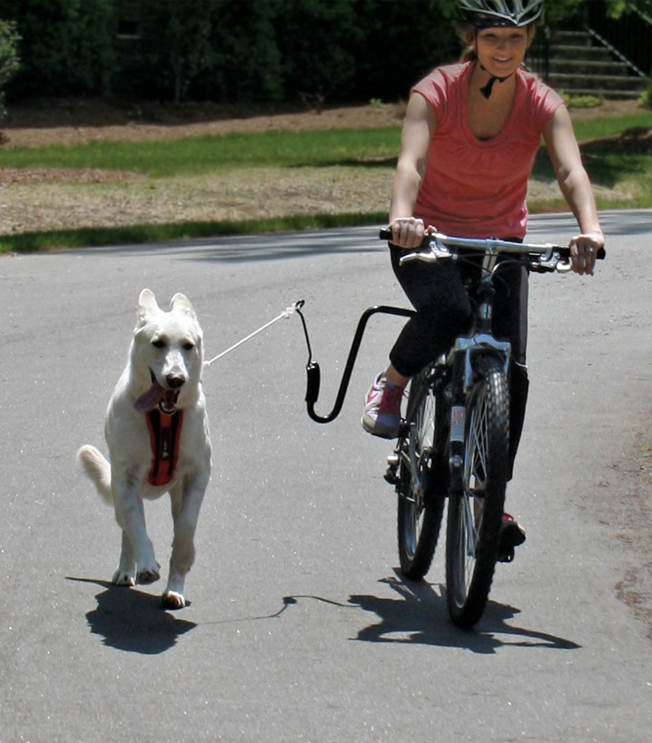 Springer Dog Exerciser Kit